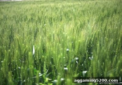 水果机麻将胡牌实战要诀：体育投注站高手进阶指南