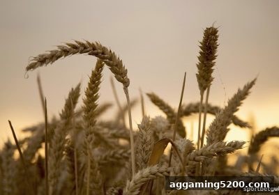 团队博弈的共通逻辑：麻将与CSGO，体育投注站视角下的策略解构